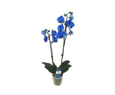 DECOALIVE Planta Natural Orquídea Boca Phalaenopsis Flores Azules