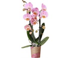 Phalaenopsis Orchidee Planta Natural Conocida como la Orquídea boca por sus Flores de Colores