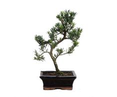 Bonsái Podocarpus Natural Árbol Conocido el Pino del Budista