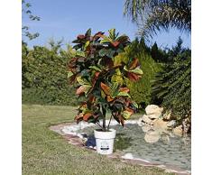 Planta artificial croton 140 cm altura, Catral 74010003