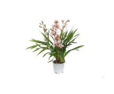 Orquídea Barco (Cymbidium) Planta Natural de Interior Para Decorar la Oficina o el Hogar