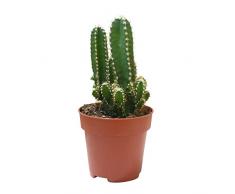 DECOALIVE Mini Cactus Cereus Peruvianus Florida Cactus del Ordenador Planta Natural