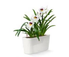 Lechuza Maceta, Delta Premium