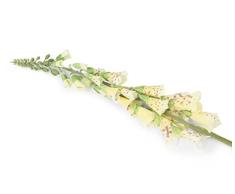 Floral Elegance 12 Flores Artificiales de un Solo Tallo Amarillo de Foxglove de 84 cm x
