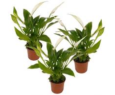 Spathiphyllum | Set 3 Plantas | Lirio de la Paz Espatifilo Plantas Naturales de Interior