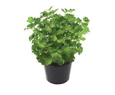 Perejil Natural Planta Perenne de Uso Culinario