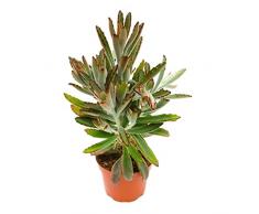 Planta Orejas de Gato Suculenta Natural para Casa y Oficina Kalanchoe Tomentosa