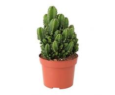 DECOALIVE Cactus Elimina Radiaciones Natural Cactus Cereus Peruvianus