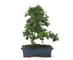 Carmona Microphylla Natural Bonsái Fácil de Mantener