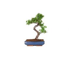 Bonsái Zelkova Parvifolia Natural Comunmente Conocido como Olmo de Agua