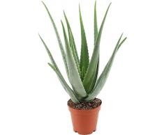 Aloe Vera Natural Planta Suculenta Resisitente a Altas Temperaturas
