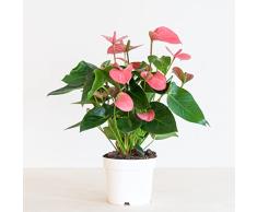 BloomPost Anthurium Andr. Madural Pink (Flamingo plant) - Macetero 17 cm - Altura 55 cm - Plantas de interior - Purifica el aire