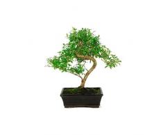 Bonsái de Serissa Phoetida o Serissa Japonica Natural