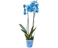 Phalaenopsis Flores Azules Orquídea Natural para Decorar el Hogar