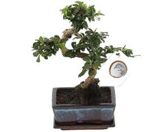 Bonsái del Árbol de Té de Fukien o Carmona Microphylla Natural Árbol Fácil de Mantener