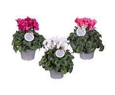 Set de 3 Cyclamen Violeta Alpes Ideales para Terraza y Jardín