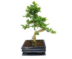 Carmona Microphylla Bonsái Natural Perfecto para Decorar Cualquier Rincón del Hogar