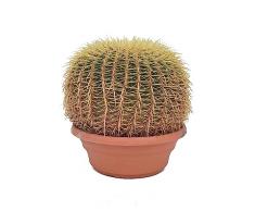 Cactus Asiento de Suegra una Belleza Natural para tu Jardín
