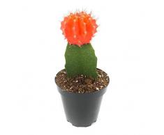 Cactus Injertado NATURAL: Una Pincelada de Originalidad y Exotismo para tu Colección de Cactus