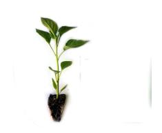 Planta de Pimiento Italiano Natural Convierte tu Hogar en una Fuente de Alimentos Frescos y Saludables
