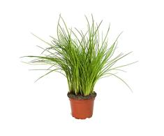 Planta de Cebolla Natural Convierte tu Hogar en una Fuente de Alimentos Frescos y Picantes