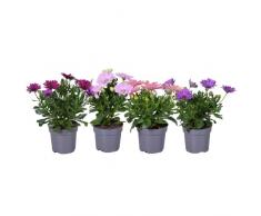 Set de 4 Margaritas Dimorphoteca Ideales para Terraza y Jardín