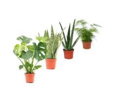 DECOALIVE Set Plantas Interior Naturales: Costilla de Adán (Monstera Deliciosa) Planta Serpiente (Sansevieria) Aloe Vera (Aloe Barbadensis) Esparraguera (Asparagus Plumosus)