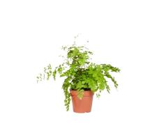 Planta Adiantum o Cabello de Venus Natural una Fuente de Aire Fresco y Natural