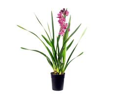 Orquídea Cymbidium Natural Planta con Bellas Flores y Hojas Colgantes