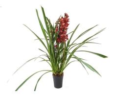 Cymbidium (Orquídea) Planta de Interior Natural Fácil de Mantener para Principiantes