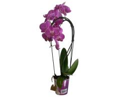 Orquídea Natural Planta de Interior Phalaenopsis