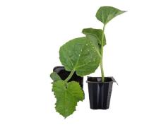 Planta de Melón Piel de Sapo Natural Convierte tu Hogar en una Fuente de Alimentos Frescos y Saludables