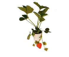 Planta de Fresas Natural Cultiva tu Propia Fuente de Antioxidantes