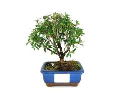 Serissa Phoetida en Bonsái Natural Árbol Ornamental
