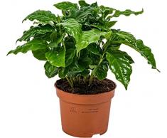 Planta del Café Natural en Maceta de 12cm Planta para la Casa