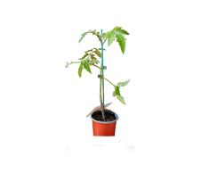 Planta de Tomate Corazón de Buey Natural Convierte tu Hogar en una Fuente de Alimentos Frescos y Saludables