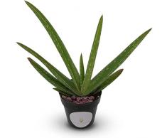Aloe Barbadensis Planta Natural Comunmente Conocida como Aloe Vera
