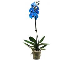 Orquídea Boca Planta Natural Flores Color Azul Phalaenopsis
