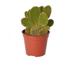 DECOALIVE Cactus Pala Planta Natural para el Hogar muy Resistente Opuntia Microdasys, 8435712003889