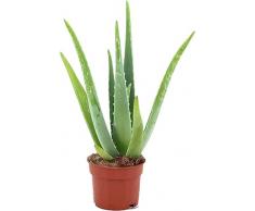 Aloe Vera Natural Planta de Origen Africano