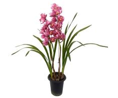 Cymbidium o Orquídea Barco Planta Natural con Flores de Color