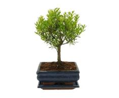 Bonsái Syzigium Buxifolium Natural Árbol Fácil de Mantener