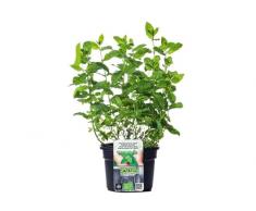 Hierba Buena Natural Planta Perenne Aromática de Exterior