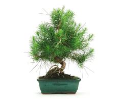 DECOALIVE Pino Mediterráneo Bonsái Natural Árbol Pinus Halepensis