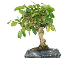 Bonsái Carmona Microphylla Natural Fácil de Cuidar