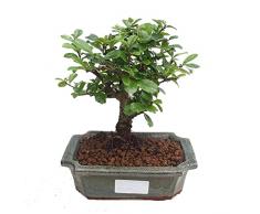Bonsái Carmona Microphylla Natural Comunmente Conocido como Árbol de té Fukien