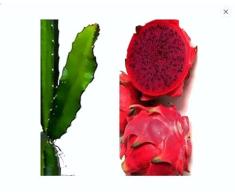 Planta Pitaya Viva Cactus Trepador Natural Fruta del Dragón