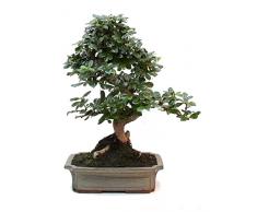 Bonsái Carmona Microphylla Natural Árbol Conocido como Té de Fukien