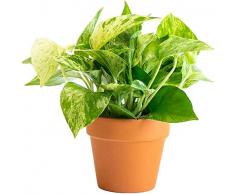 Potho Natural Planta de Interio con Maceta de CERÁMICA