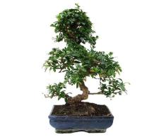 Bonsái Natural de Carmona Microphylla Popular y de Fácil Cuidado